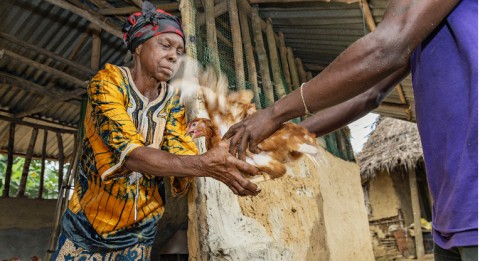 Sundaymai Johnson received 30 chickens from Project New Outlook in October. By selling the eggs back to the poultry farm, she earns cash income needed, for example, for the school uniforms of her grandchildren. Photo: Ville Palonen