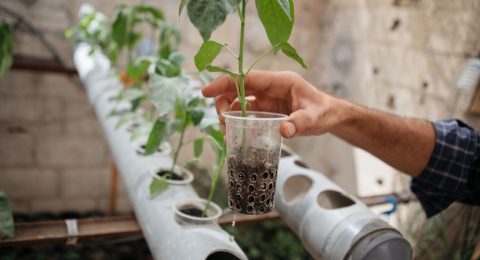 A little chocolate shop, organic vegetables and furniture restoration – entrepreneurship training provides new beginnings in Jordan