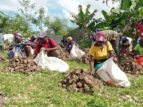 Frön för att inleda ett nytt liv efter jordbävningen i Haiti